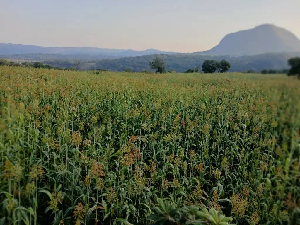 Agriculture